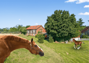 Hammer Preis – Exklusives Pferdeparadies mit zwei Wohnhäusern & Ranch-Feeling, 34628 Willingshausen, Bauernhaus